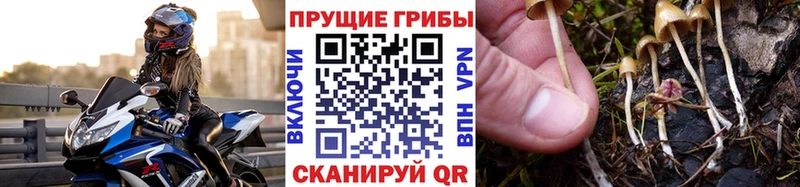 гидра маркетплейс  Светлогорск  Псилоцибиновые грибы Psilocybine cubensis  цена наркотик 